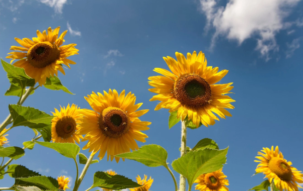 Zonnebloemen tegen een blauwe lucht met enkele wolken.