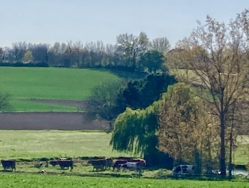 Groen landschap met koeien weided bij bomen en heuvels op de achtergrond.